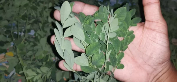 fresh-moringa-leaves তাজা সজনে পাতা